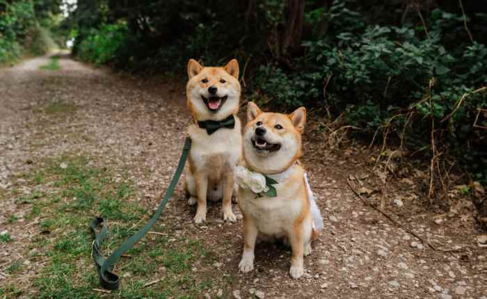 Incorporating Pets at Your Wedding. - Coton House Farm Incorporating Pets at Your Wedding. - Coton House Farm