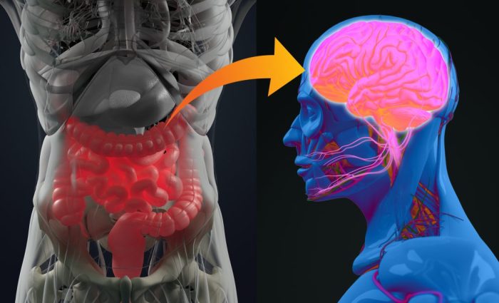 Gut-Brain Axis: Products for a Healthier Digestive System